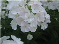 b. phlox